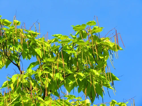 seeds of southern catalpa, Catalpa bignonioides,